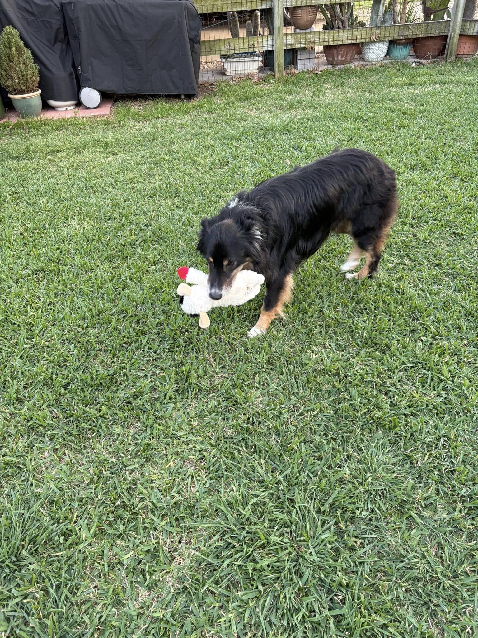 Enlarge ARPH #14692 - Kirby, a Adoptable Australian Shepherd in North Richland Hills, TX image 2/3