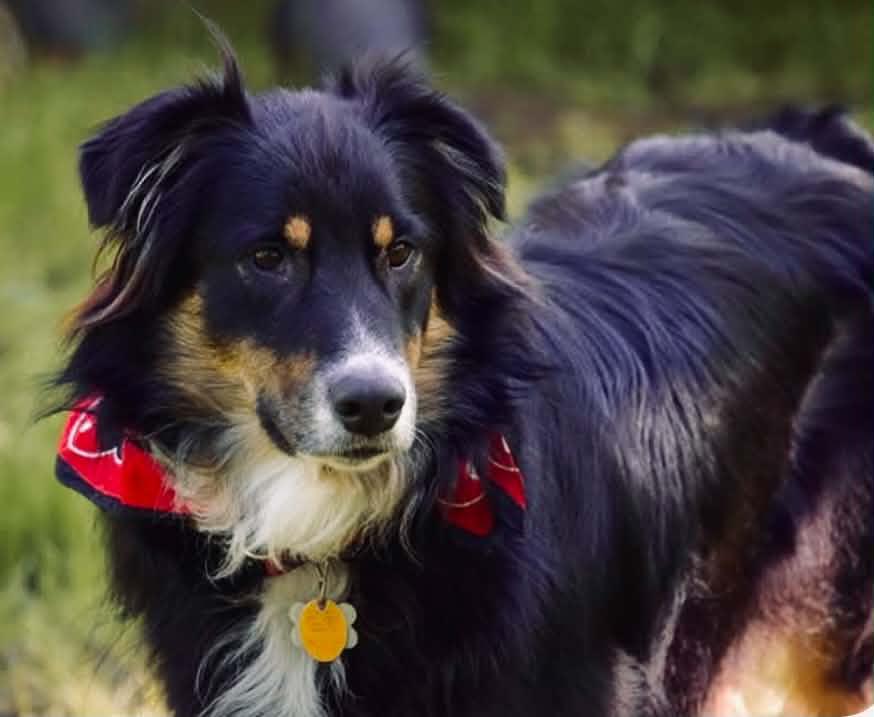 Enlarge ARPH #14692 - Kirby, a Adoptable Australian Shepherd in North Richland Hills, TX image 5/5