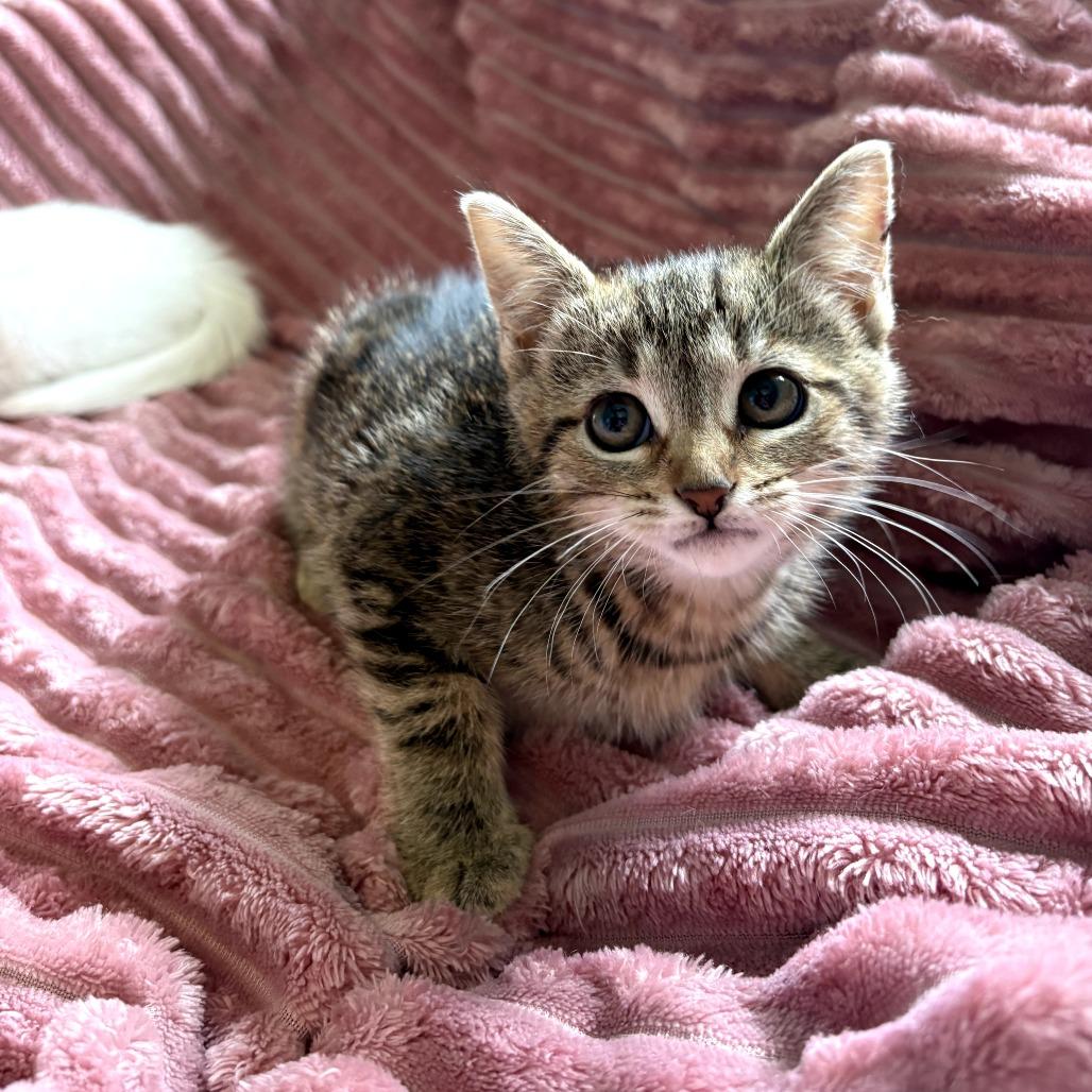 Kaliopi, a Adoptable Domestic Short Hair in Lexington, KY image 1/2