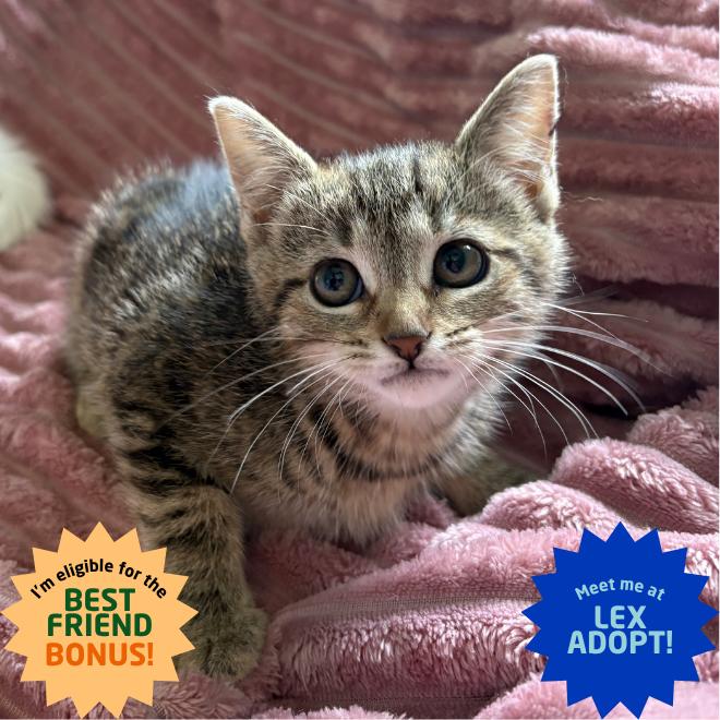 Kaliopi, a Adoptable Domestic Short Hair in Lexington, KY image 2/2