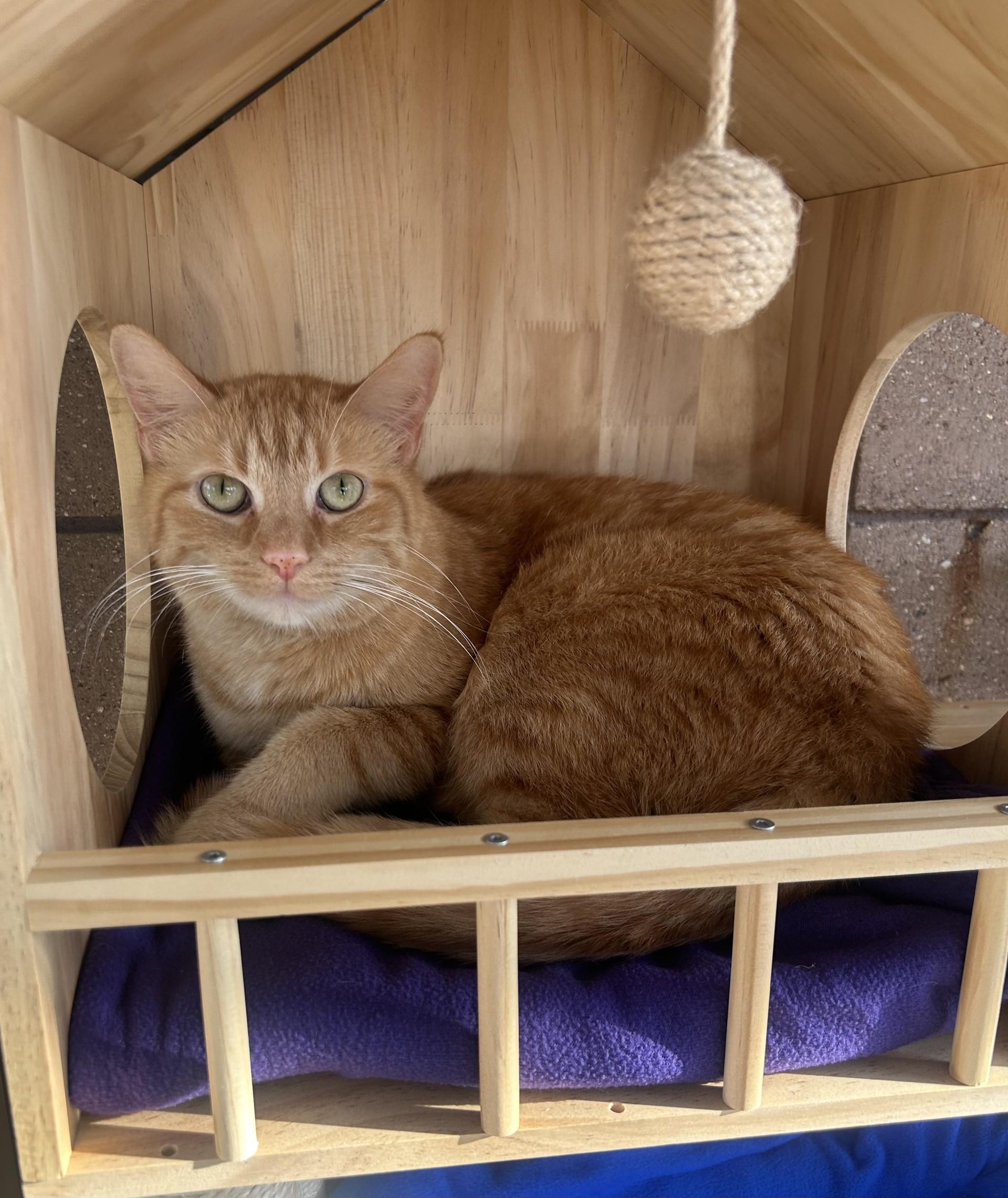 Timon (Timmy), a Adoptable mixed breed in Battle Creek, MI image 2/6