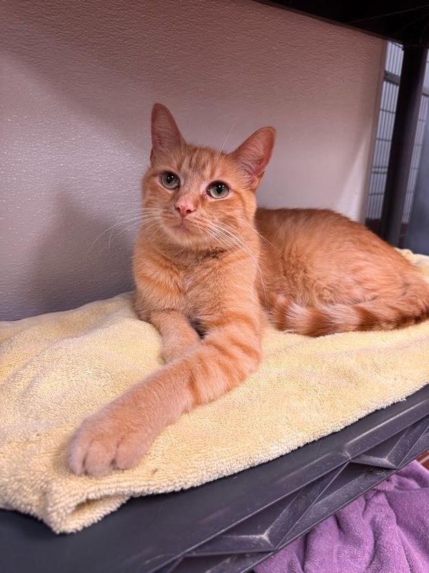 Timon (Timmy), Adoptable, Adult Male Domestic Short Hair.