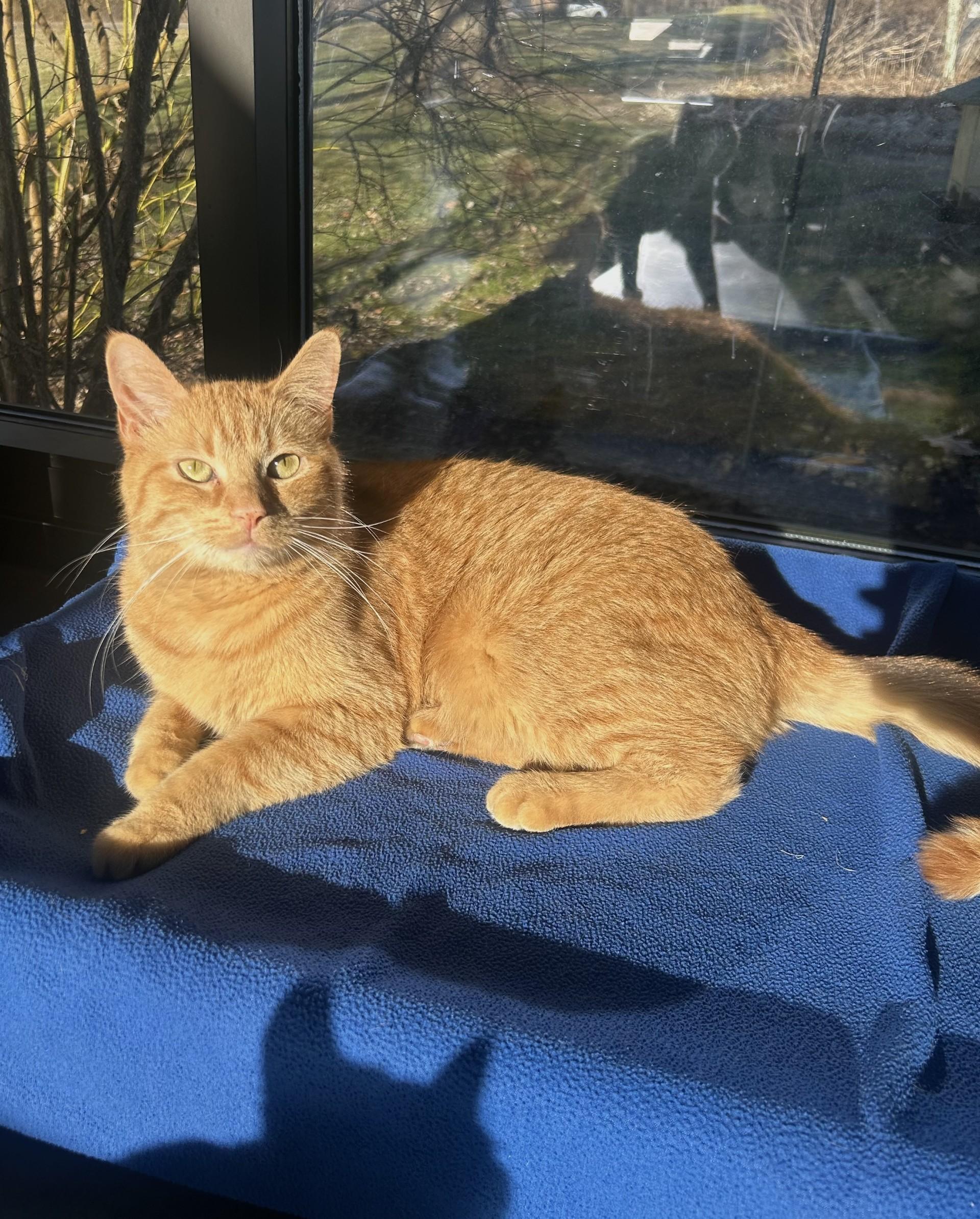 Timon (Timmy), a Adoptable mixed breed in Battle Creek, MI image 3/6