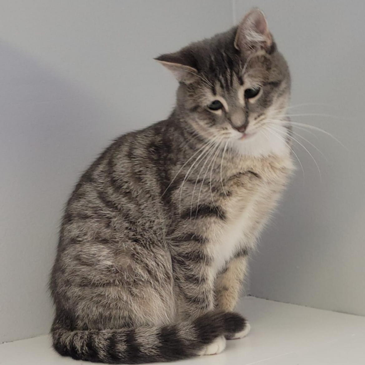 Cameron, Adoptable, Adult Female Domestic Short Hair.