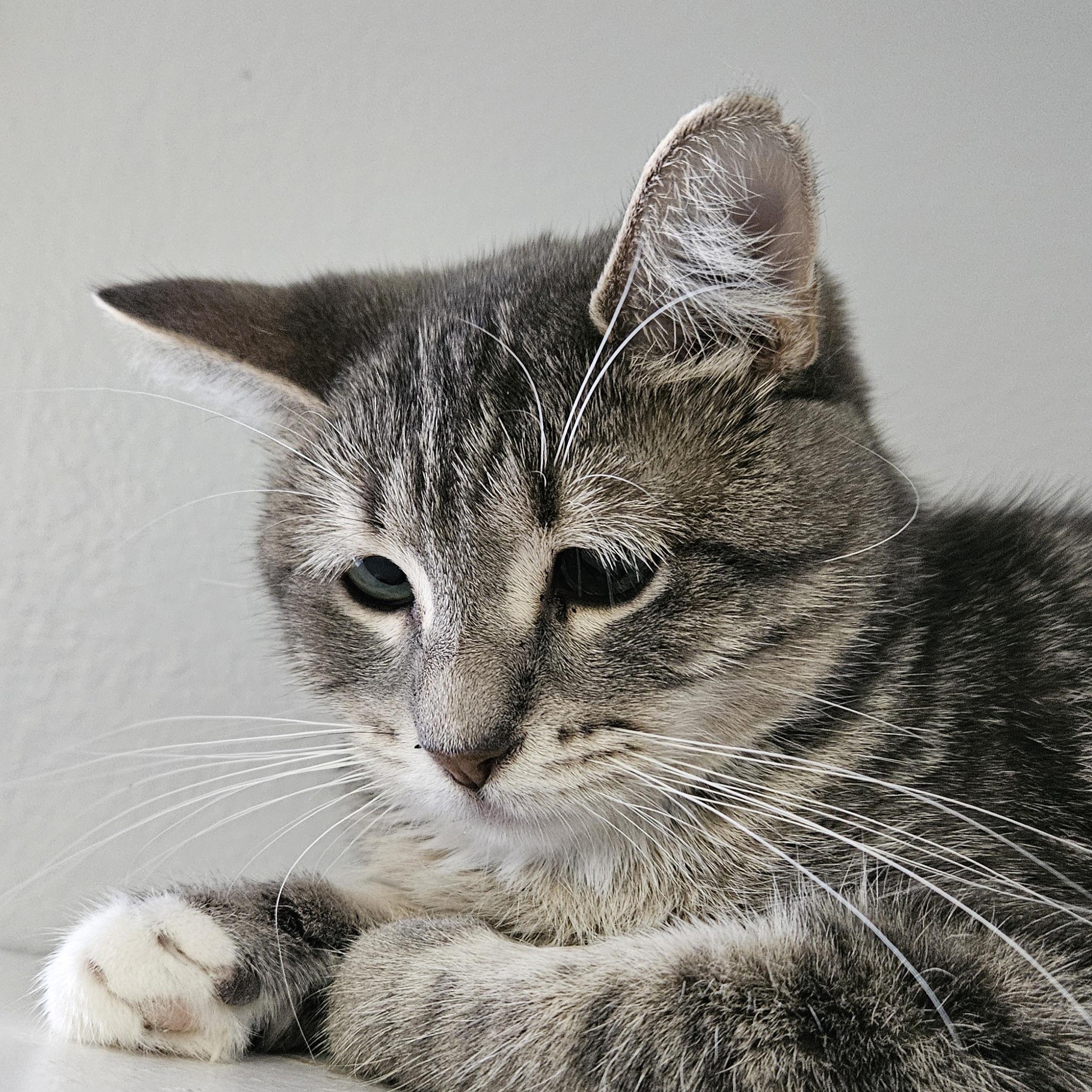 Enlarge Cameron, a Adoptable Domestic Short Hair in Brockport, NY image 2/6