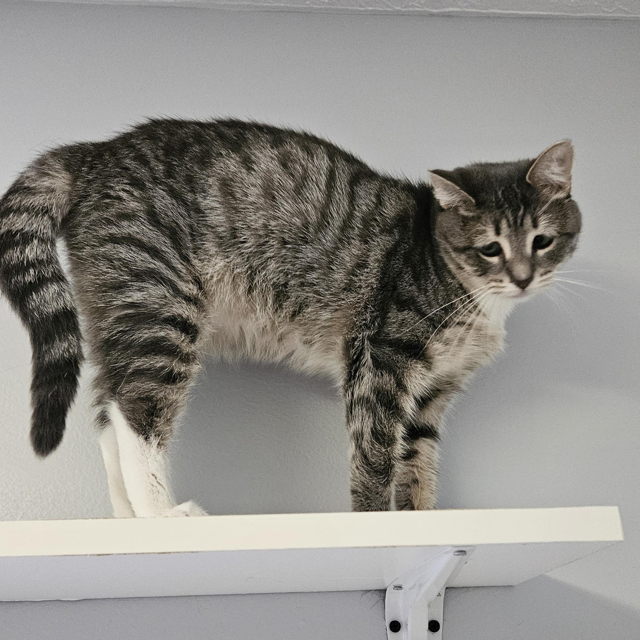 Enlarge Cameron, a Adoptable Domestic Short Hair in Brockport, NY image 3/6