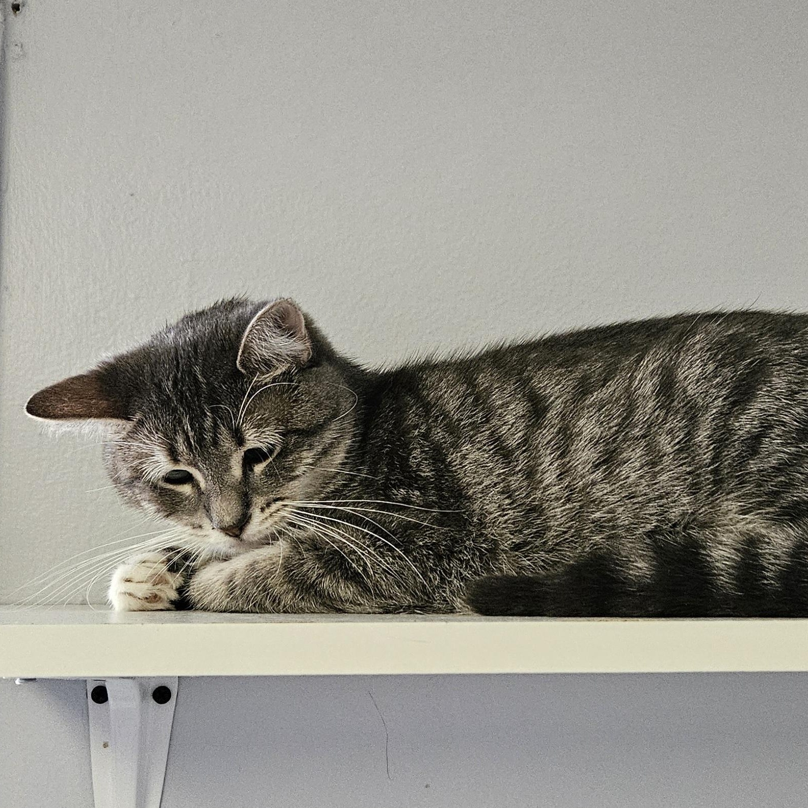 Enlarge Cameron, a Adoptable Domestic Short Hair in Brockport, NY image 4/6