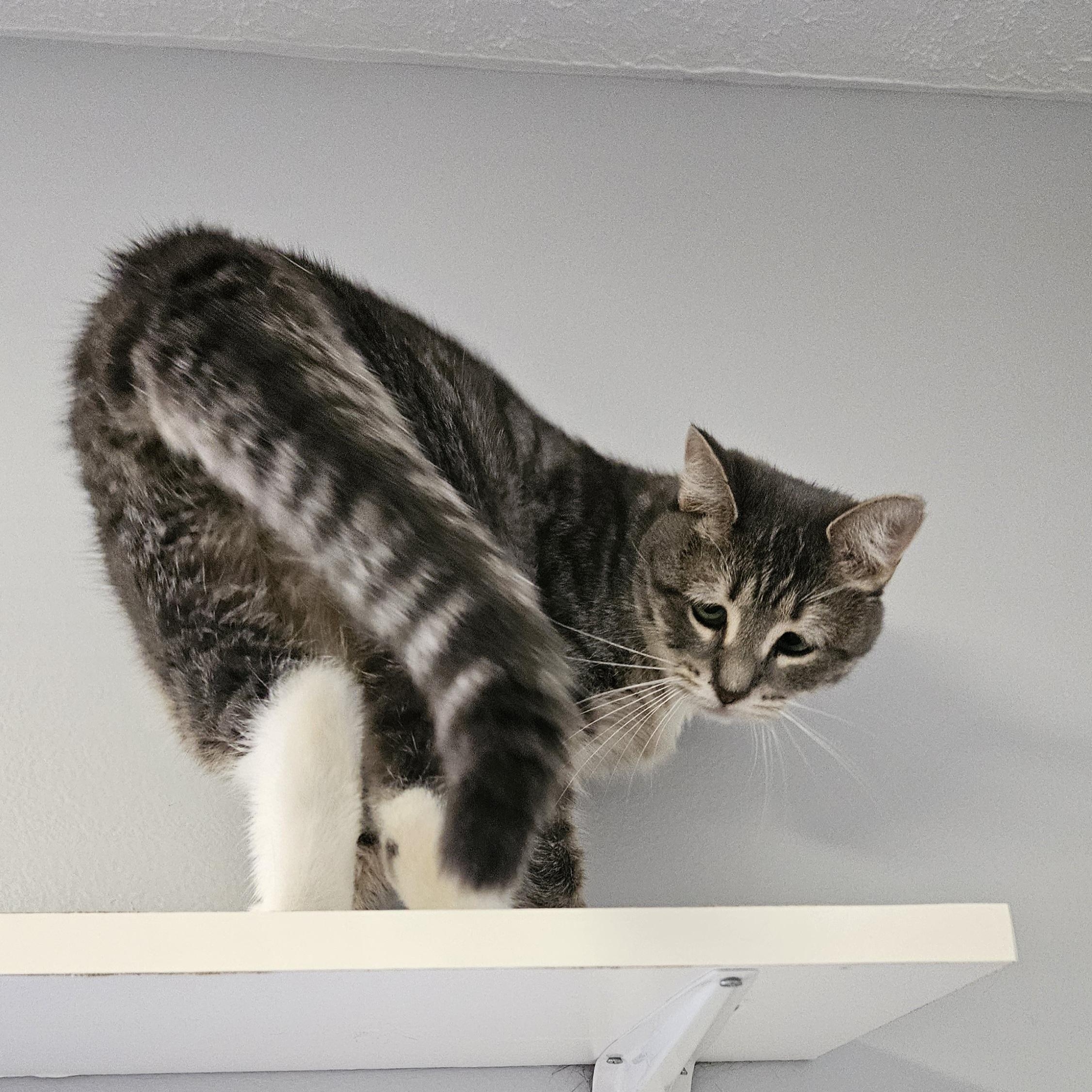 Enlarge Cameron, a Adoptable Domestic Short Hair in Brockport, NY image 5/6