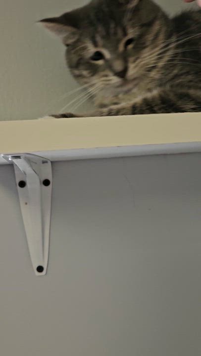 Enlarge Cameron, a Adoptable Domestic Short Hair in Brockport, NY video 6/6