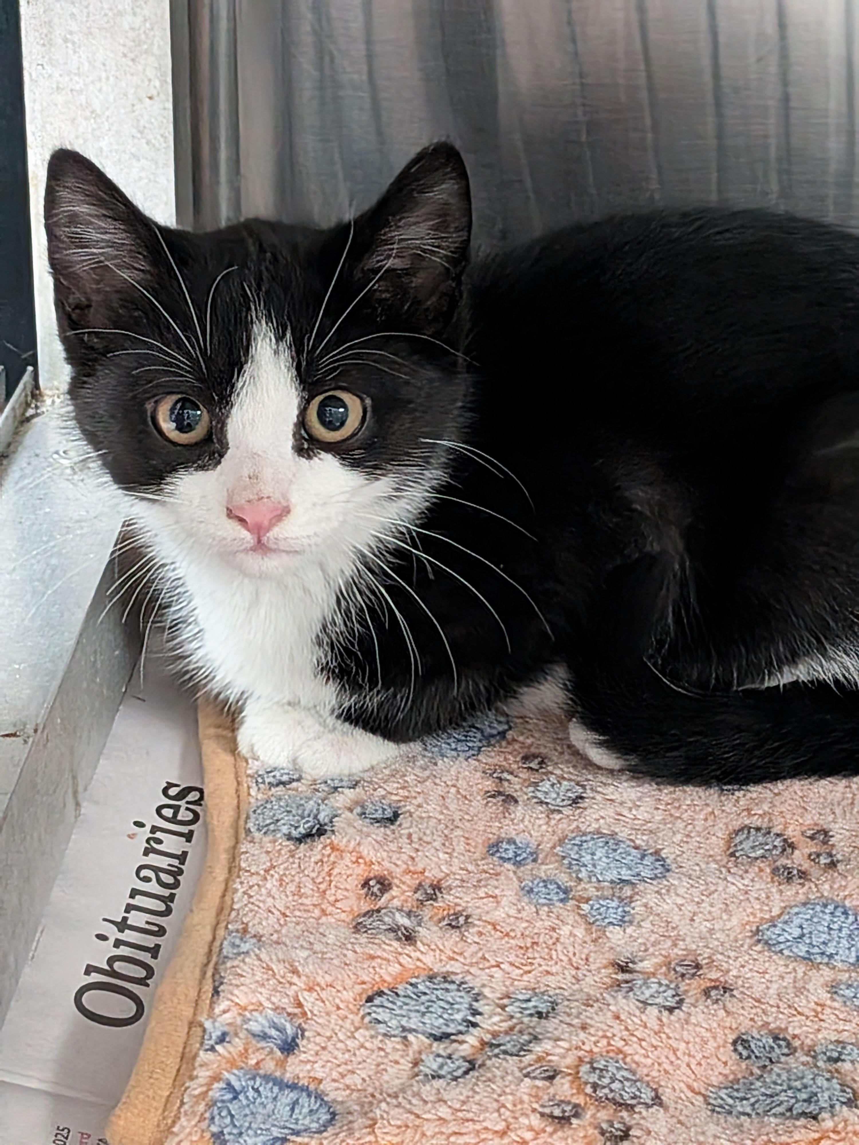 Latte, Adoptable, Kitten Female Domestic Short Hair.
