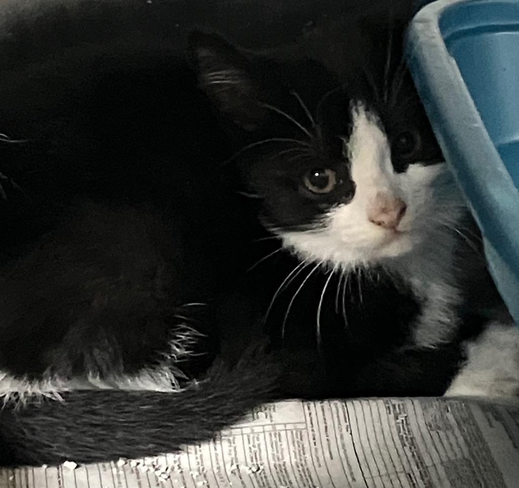Latte, a Adoptable Domestic Short Hair in Heathsville, VA image 2/2
