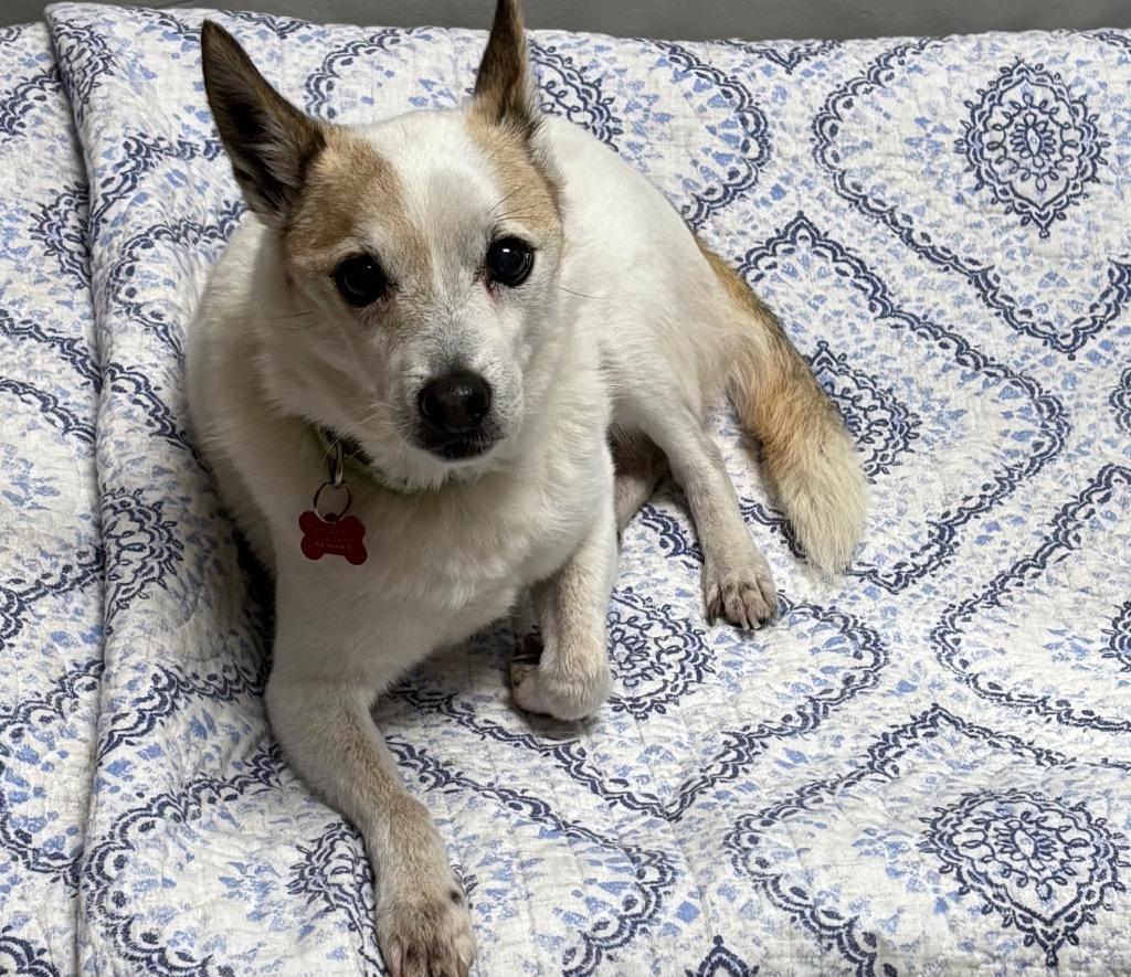 Bart, Adoptable, Senior Male Jack Russell Terrier & Cattle Dog.