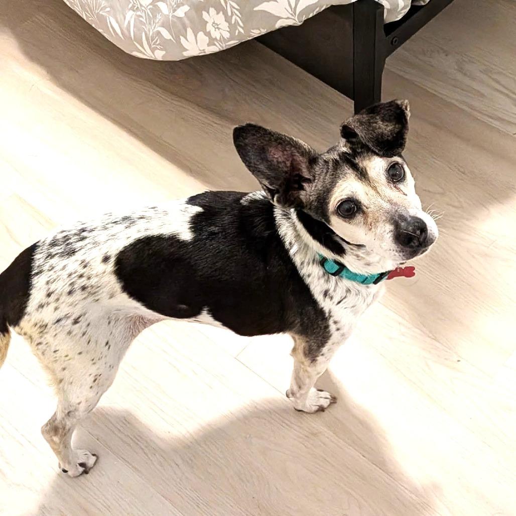 Sookie, Adoptable, Senior Female Beagle & Chihuahua.