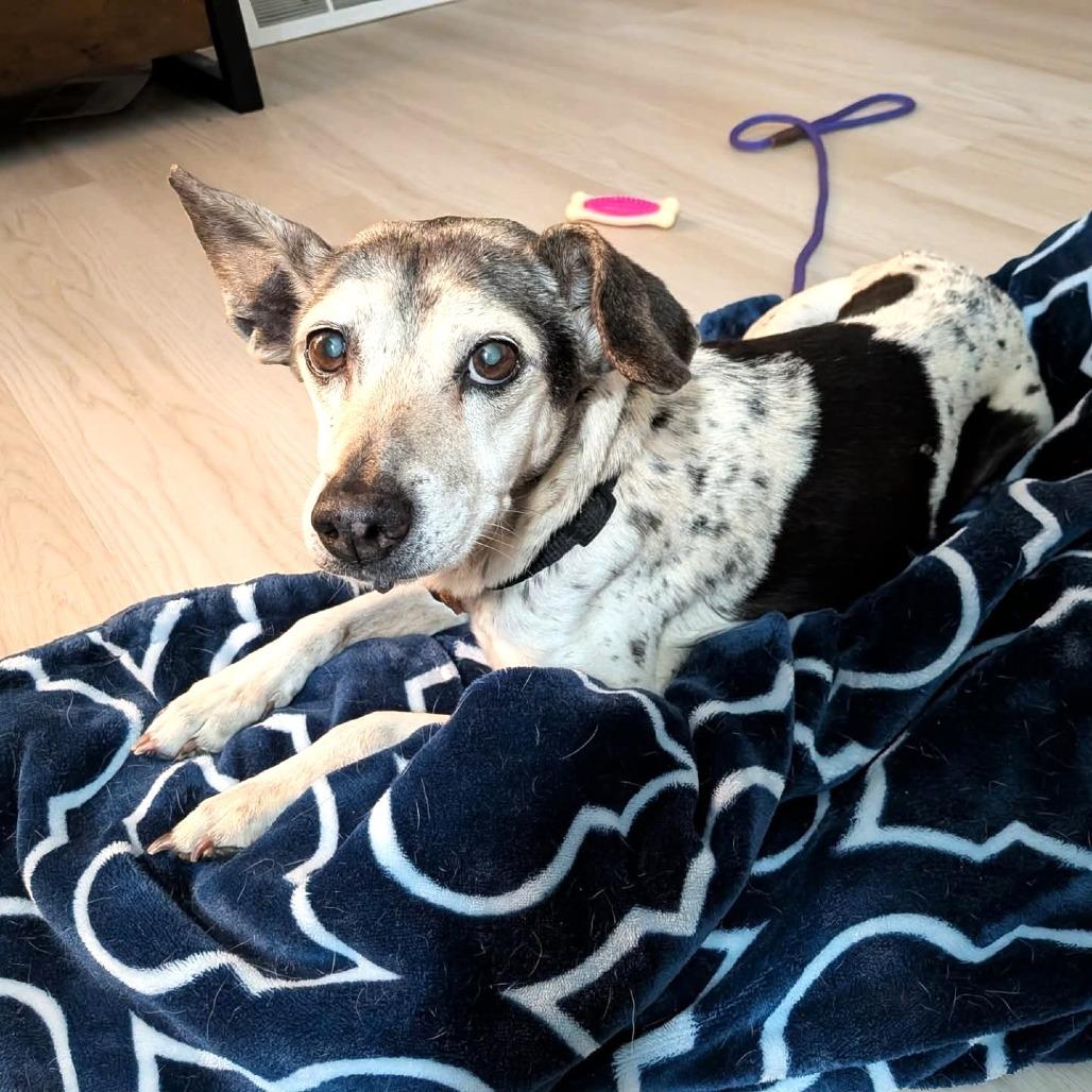 Sookie, Adoptable, Senior Female Beagle & Chihuahua.