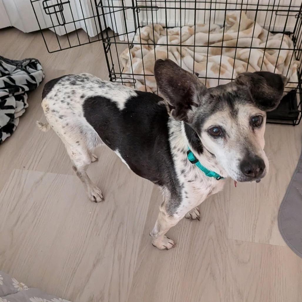 Enlarge Sookie, a Adoptable mixed breed in Chantilly, VA image 2/4