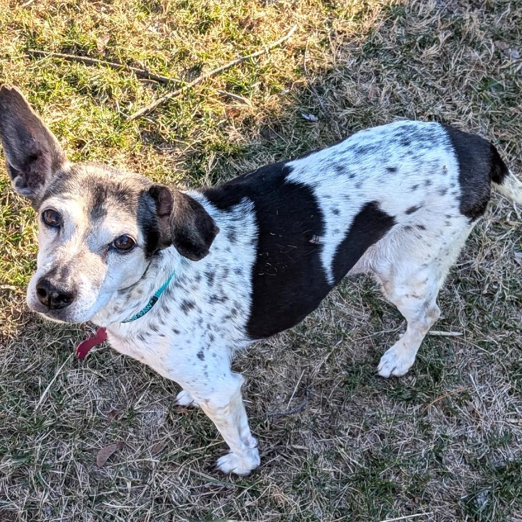 Enlarge Sookie, a Adoptable mixed breed in Chantilly, VA image 3/5