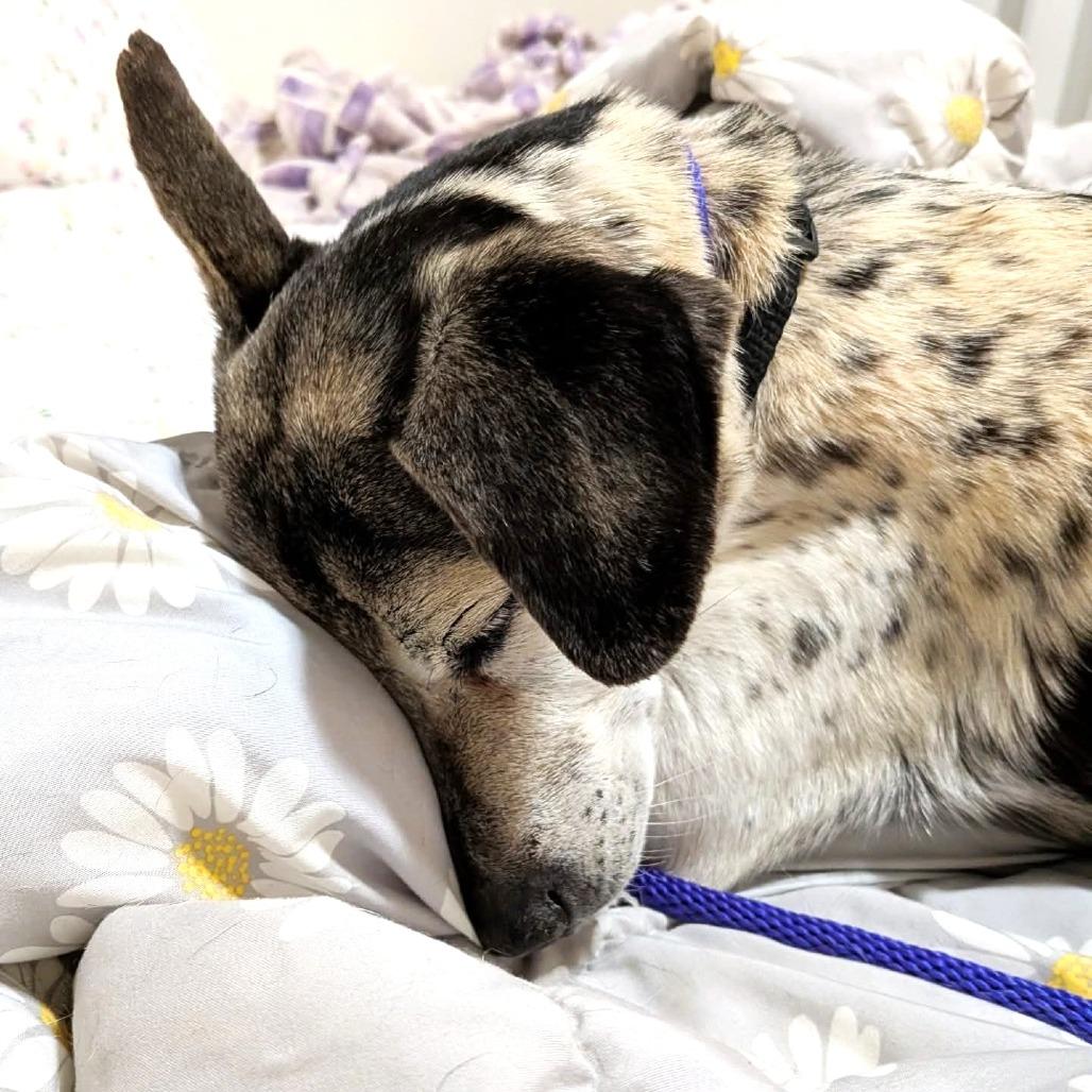 Enlarge Sookie, a Adoptable mixed breed in Chantilly, VA image 3/4