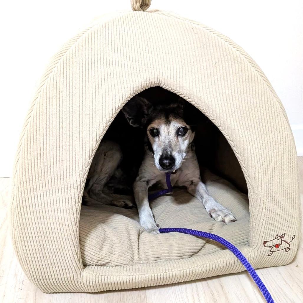 Enlarge Sookie, a Adoptable mixed breed in Chantilly, VA image 4/4