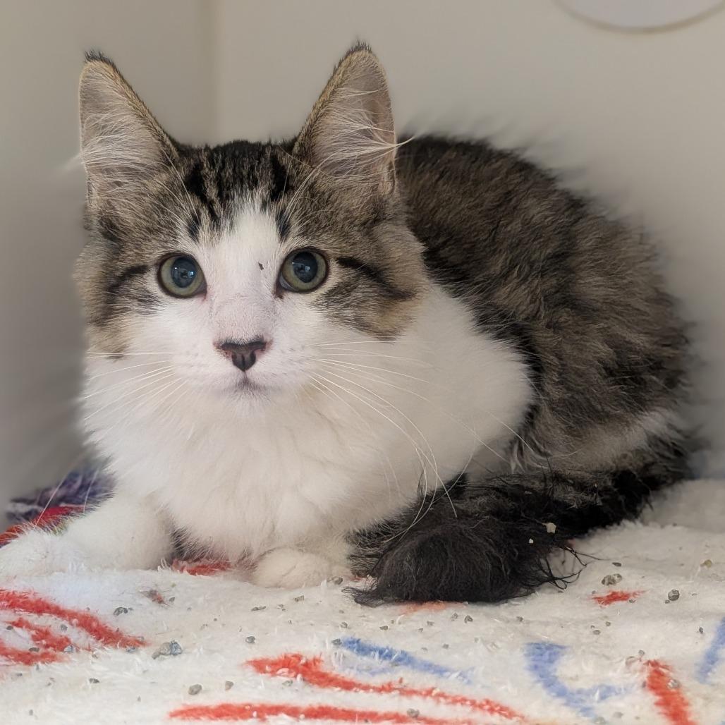 Lucy, Adoptable, Kitten Female Domestic Medium Hair.