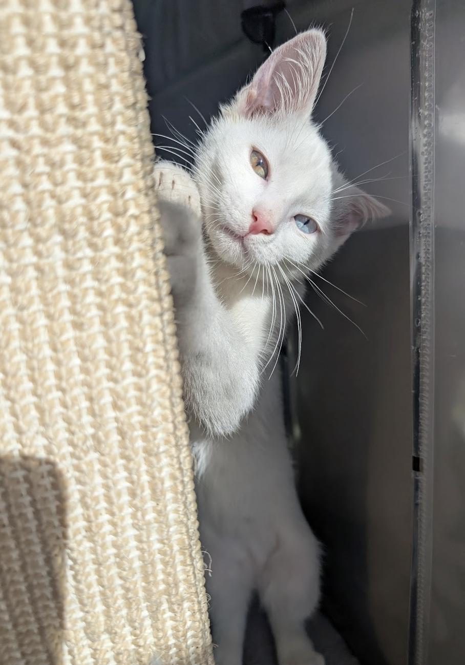 Tyrael, Adoptable, Kitten Male Domestic Short Hair.