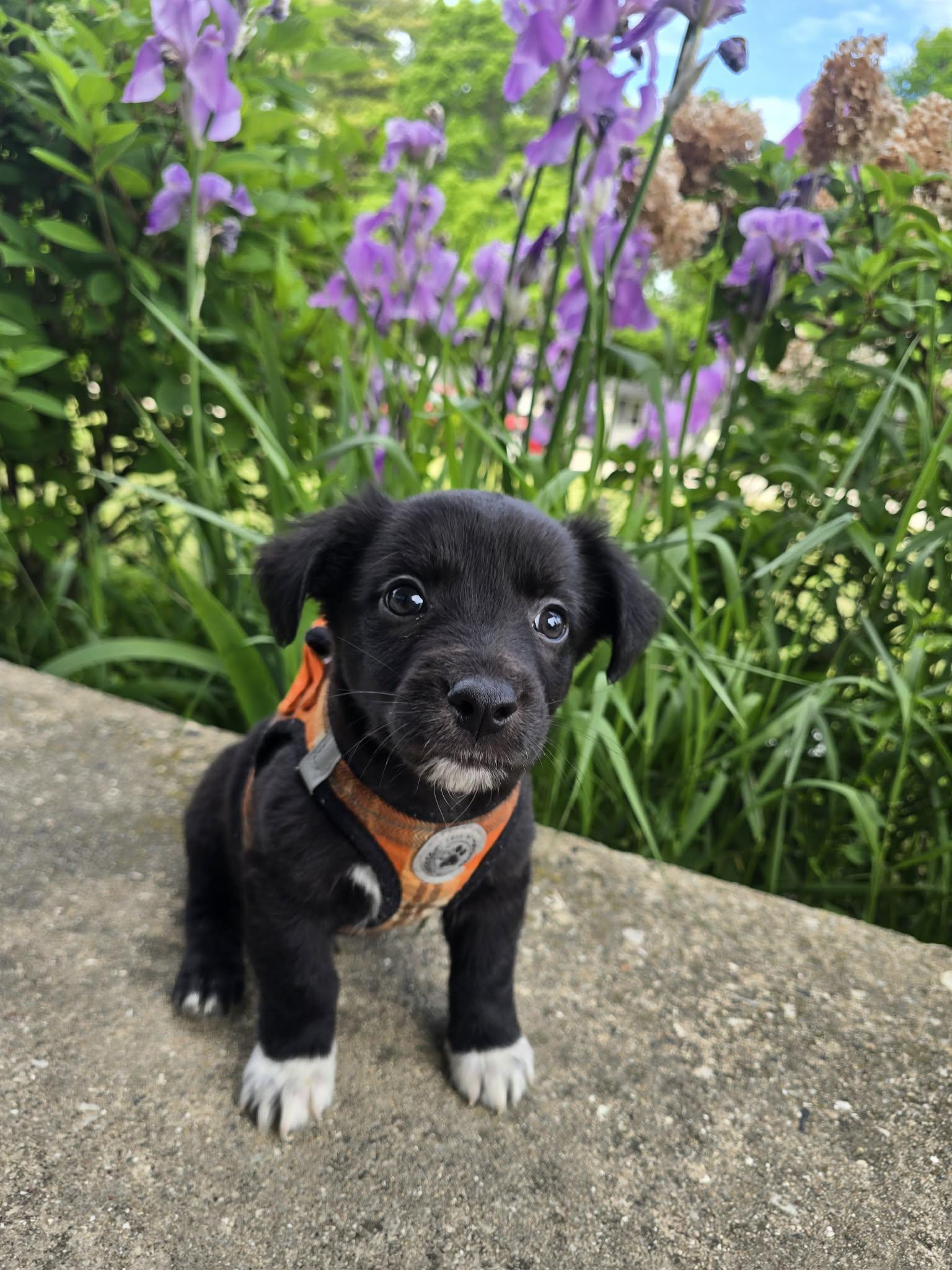 Javier, a ADOPTABLE Mixed Breed in Kenosha, WI image 3/3