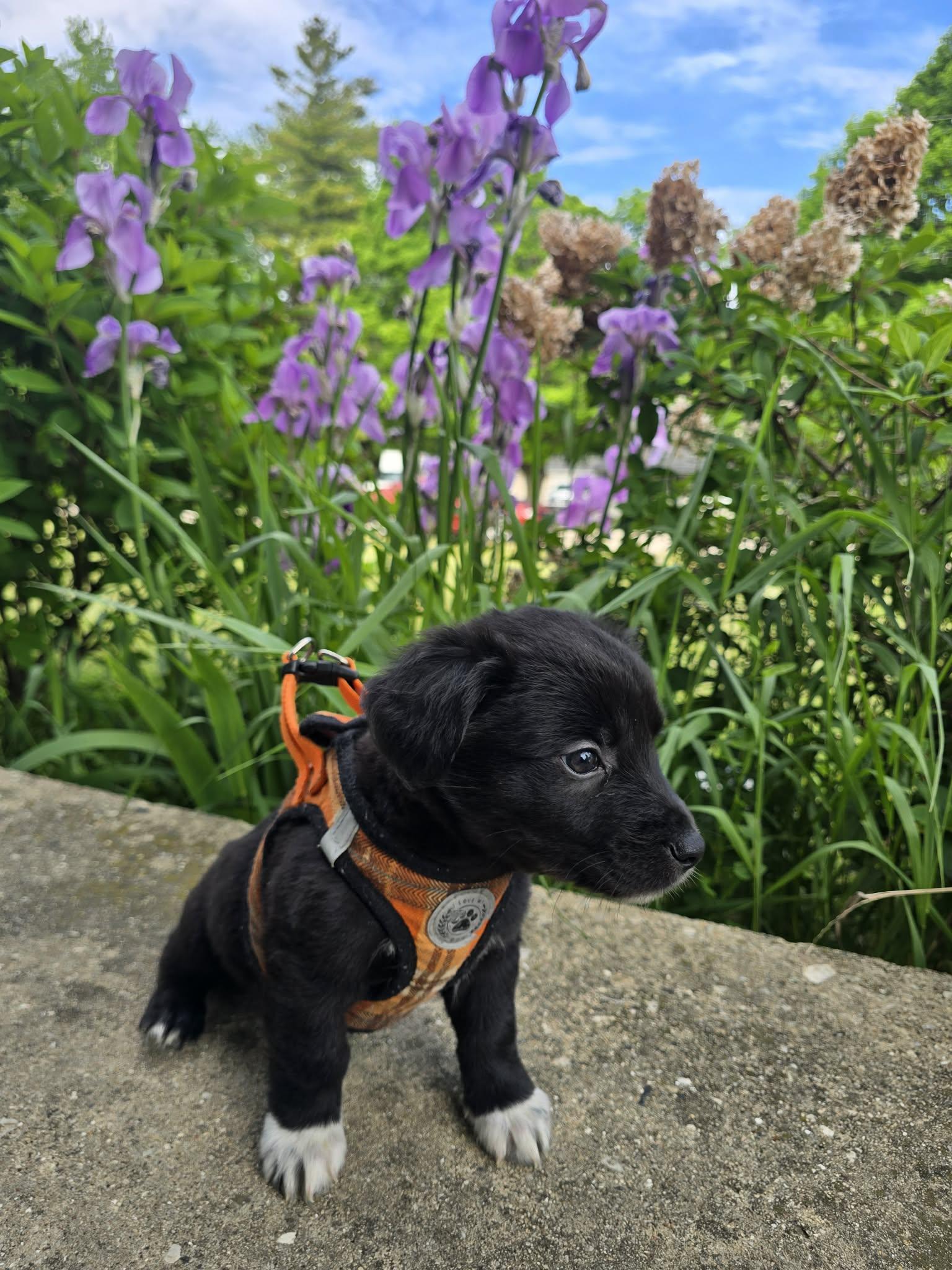 Javier, ADOPTABLE, Puppy Male Mixed Breed.