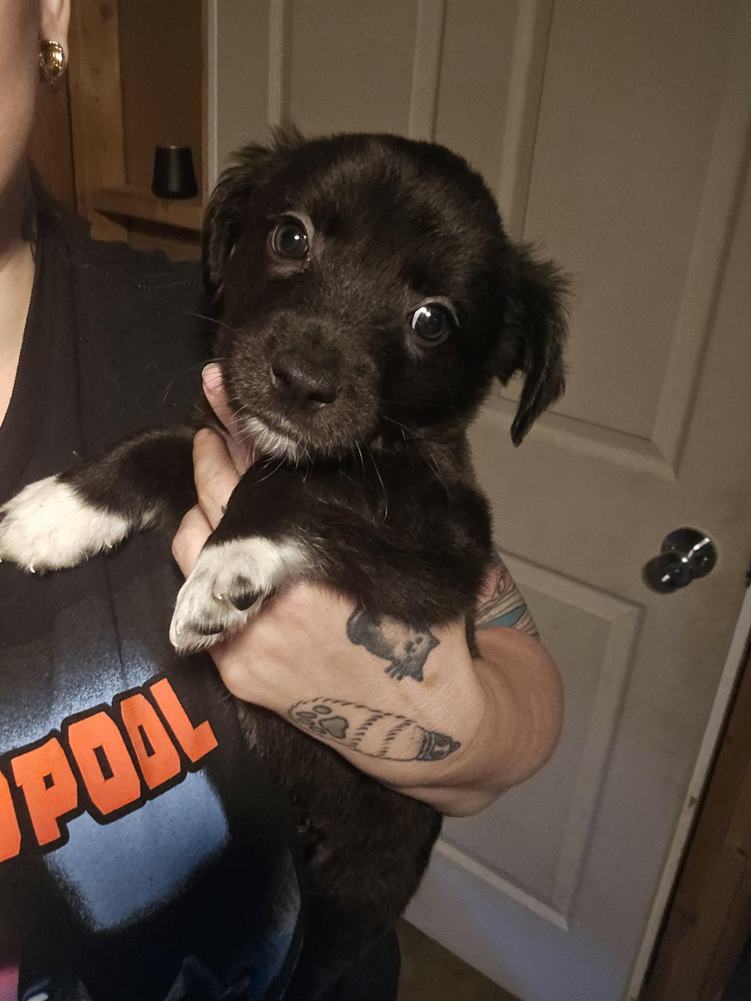 Javier, a ADOPTABLE Mixed Breed in Kenosha, WI image 2/3