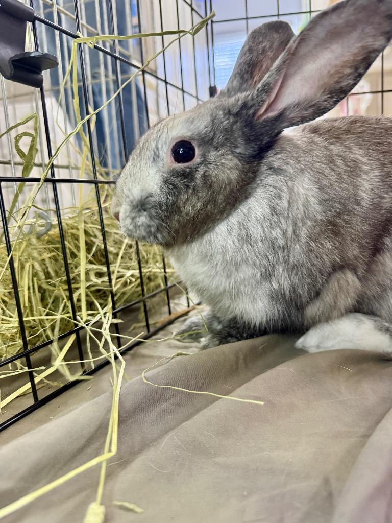 Enlarge Harey Styles, a Adoptable Harlequin in Pflugerville, TX image 1/6