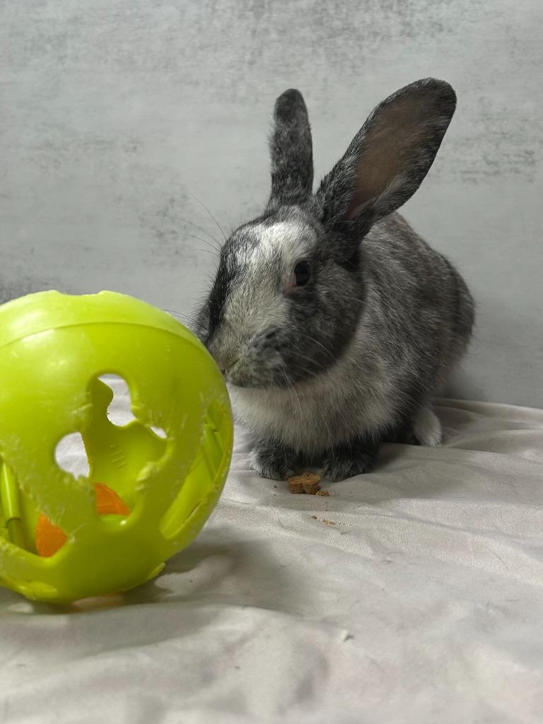 Enlarge Harey Styles, a Adoptable Harlequin in Pflugerville, TX image 2/6