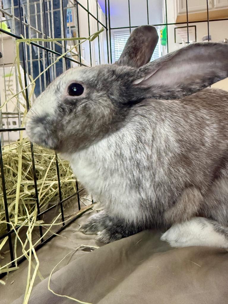 Enlarge Harey Styles, a Adoptable Harlequin in Pflugerville, TX image 3/6