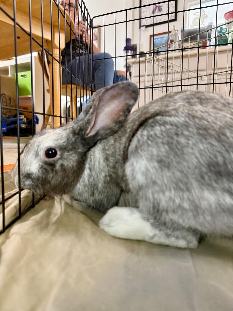 Enlarge Harey Styles, a Adoptable Harlequin in Pflugerville, TX image 4/6