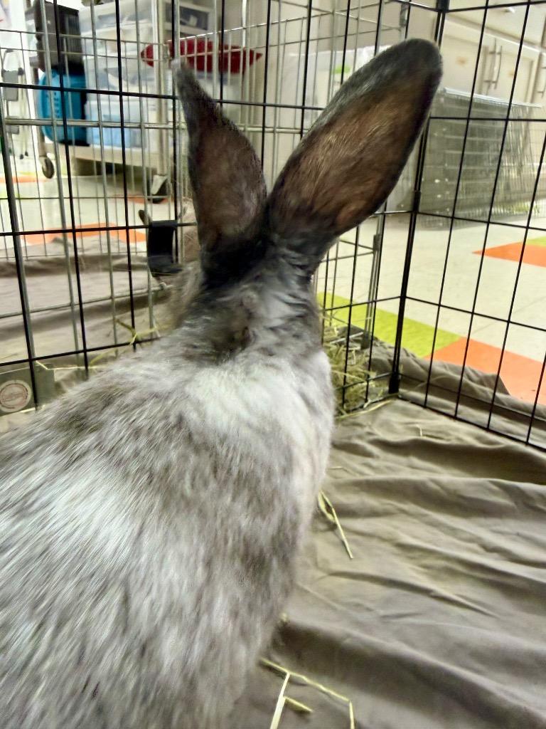 Enlarge Harey Styles, a Adoptable Harlequin in Pflugerville, TX image 5/6