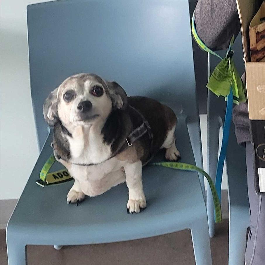 Scooter, Adoptable, Senior Male Chihuahua & Beagle.
