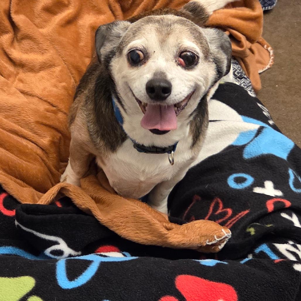 Enlarge Scooter, a Adoptable mixed breed in Chattanooga, TN image 2/2