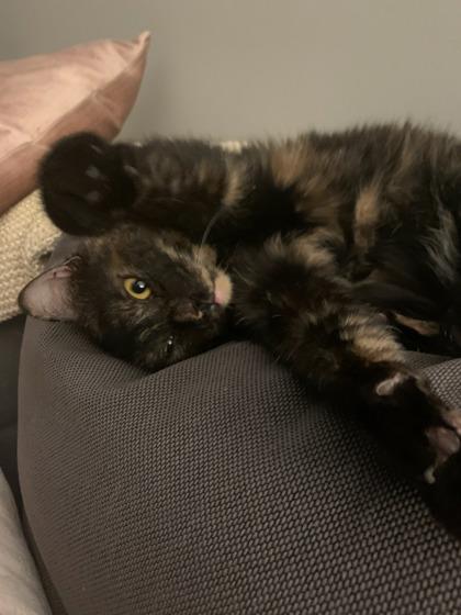 Enlarge Lucy - Available in Foster, a Adoptable Domestic Short Hair in Madison, NJ image 1/3