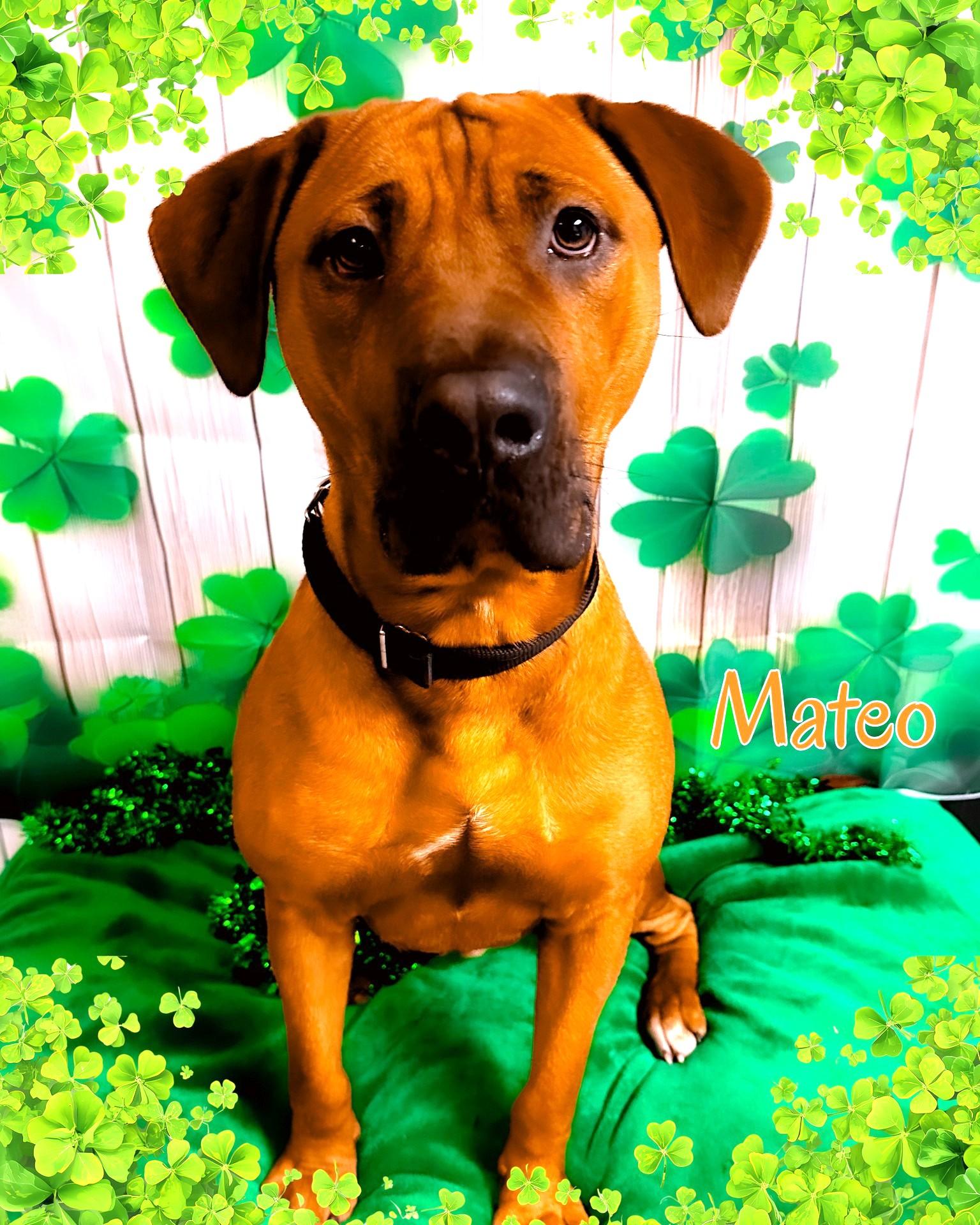 Enlarge Mateo, a ADOPTABLE Mixed Breed in North Myrtle Beach, SC image 6/6