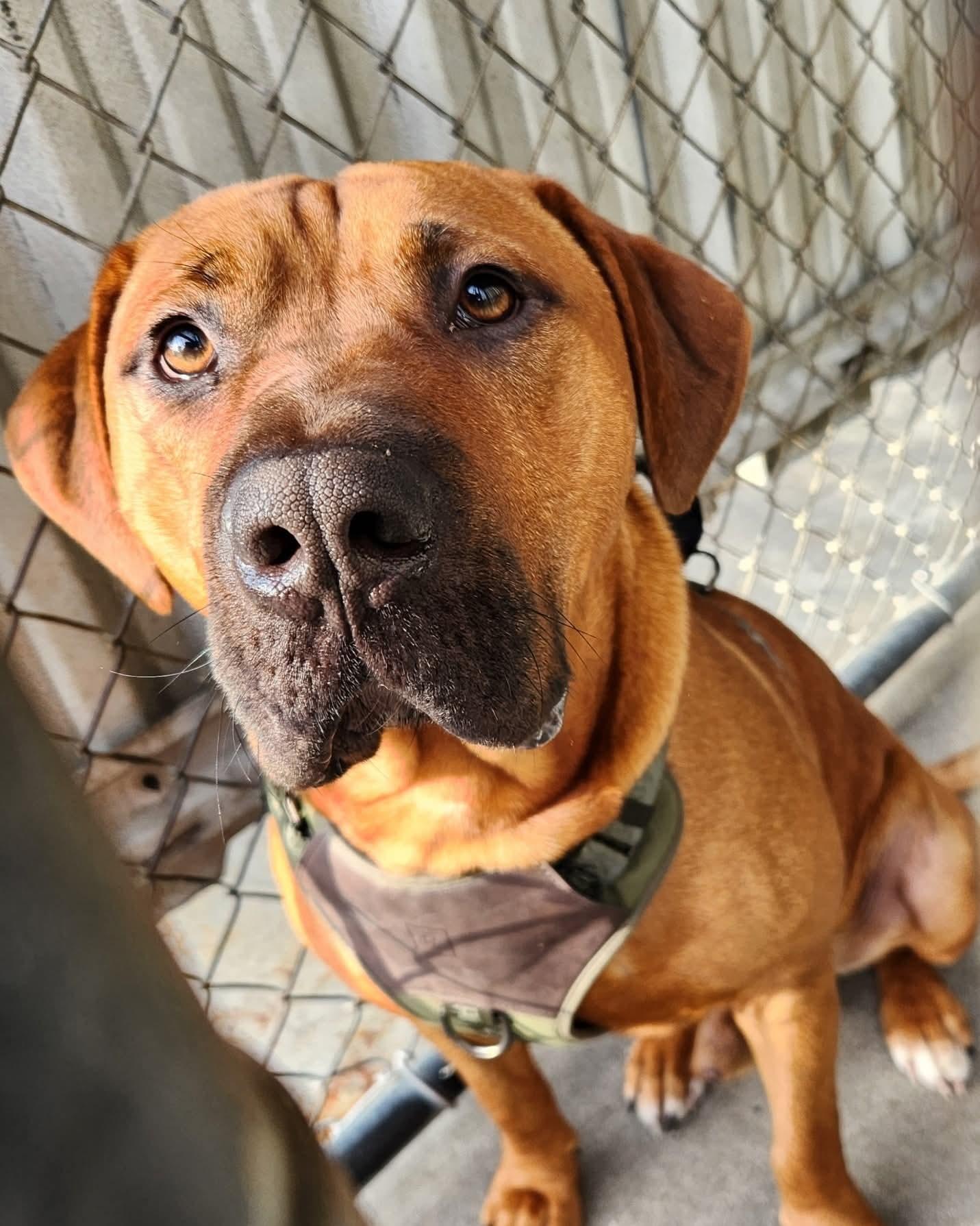 Mateo, ADOPTABLE, Young Male Mixed Breed.