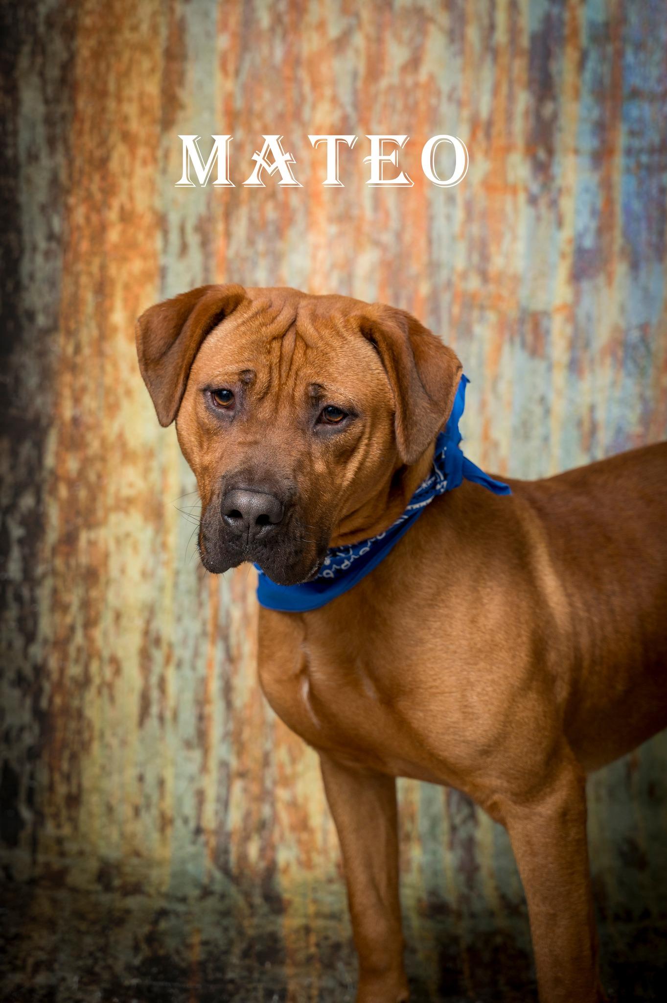 Mateo, ADOPTABLE, Young Male Mixed Breed.