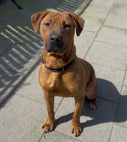 Mateo, ADOPTABLE, Young Male Mixed Breed.