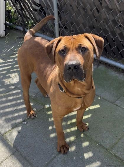 Enlarge Mateo, a ADOPTABLE Mixed Breed in North Myrtle Beach, SC image 5/6