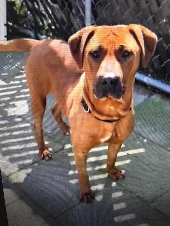 Enlarge Mateo, a ADOPTABLE Mixed Breed in North Myrtle Beach, SC image 4/6