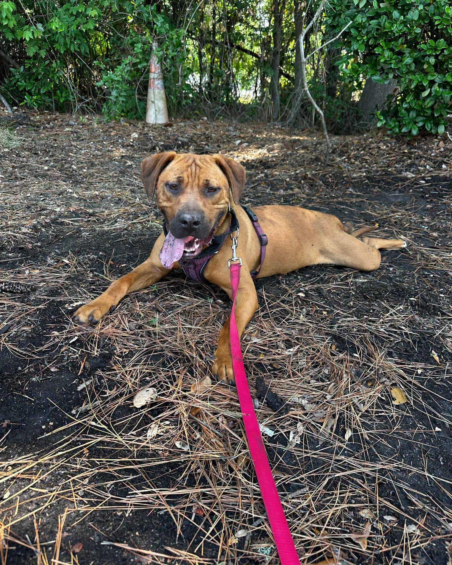 Mateo, a ADOPTABLE Mixed Breed in North Myrtle Beach, SC image 6/6