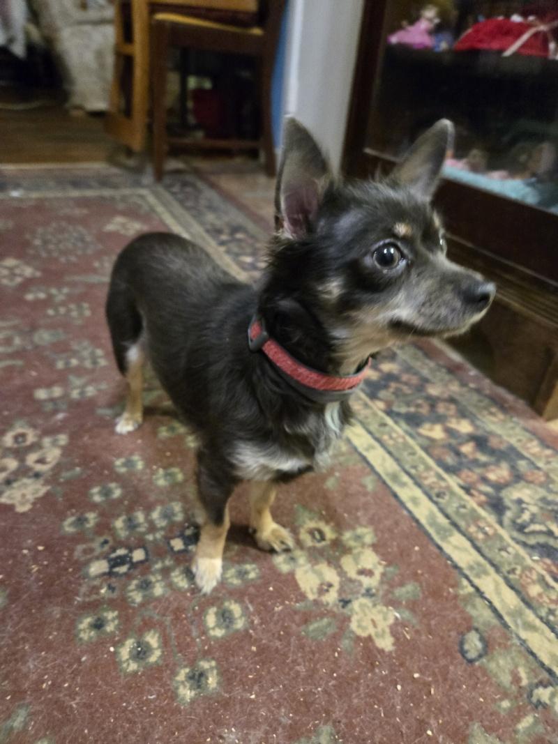 Chloe, an adopted Chihuahua in Bancroft, ON image 4/4