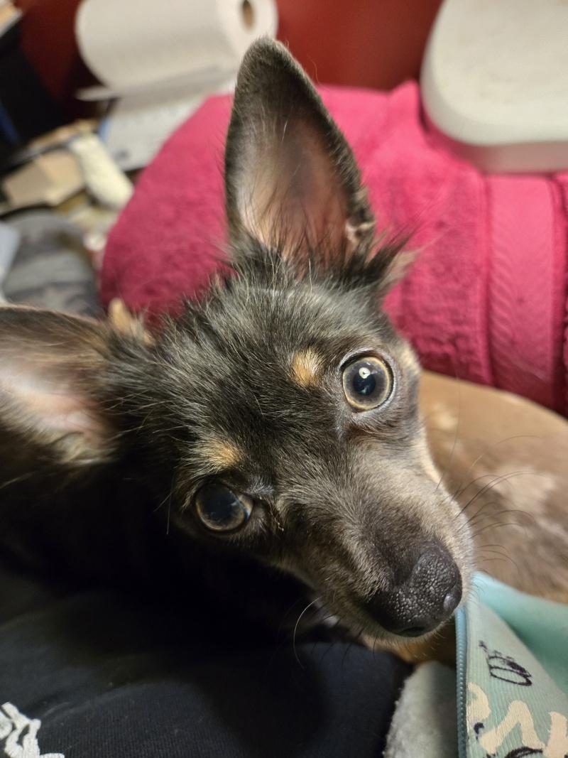 Chloe, an adopted Chihuahua in Bancroft, ON image 3/4