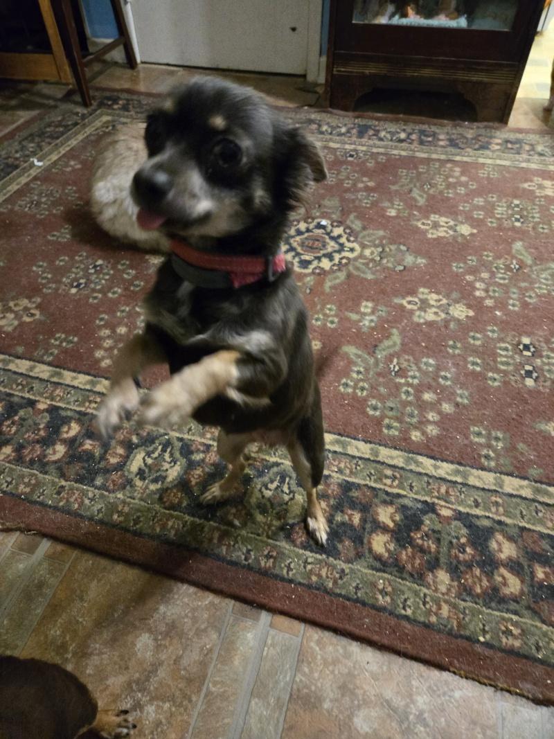 Chloe, an adopted Chihuahua in Bancroft, ON image 2/4