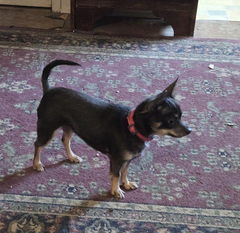 Chloe, an adopted Chihuahua in Bancroft, ON image 1/4