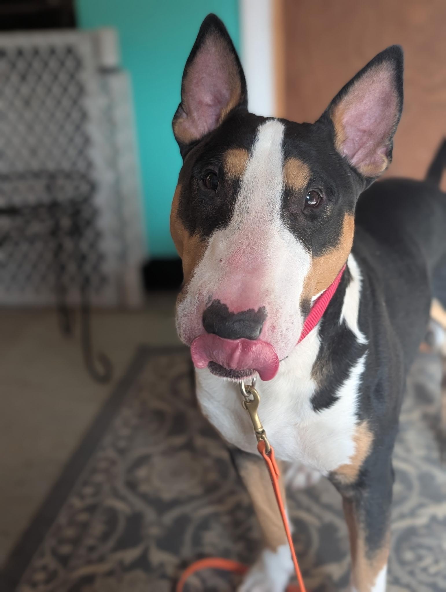 Boomer, Adoptable, Adult Male Bull Terrier.