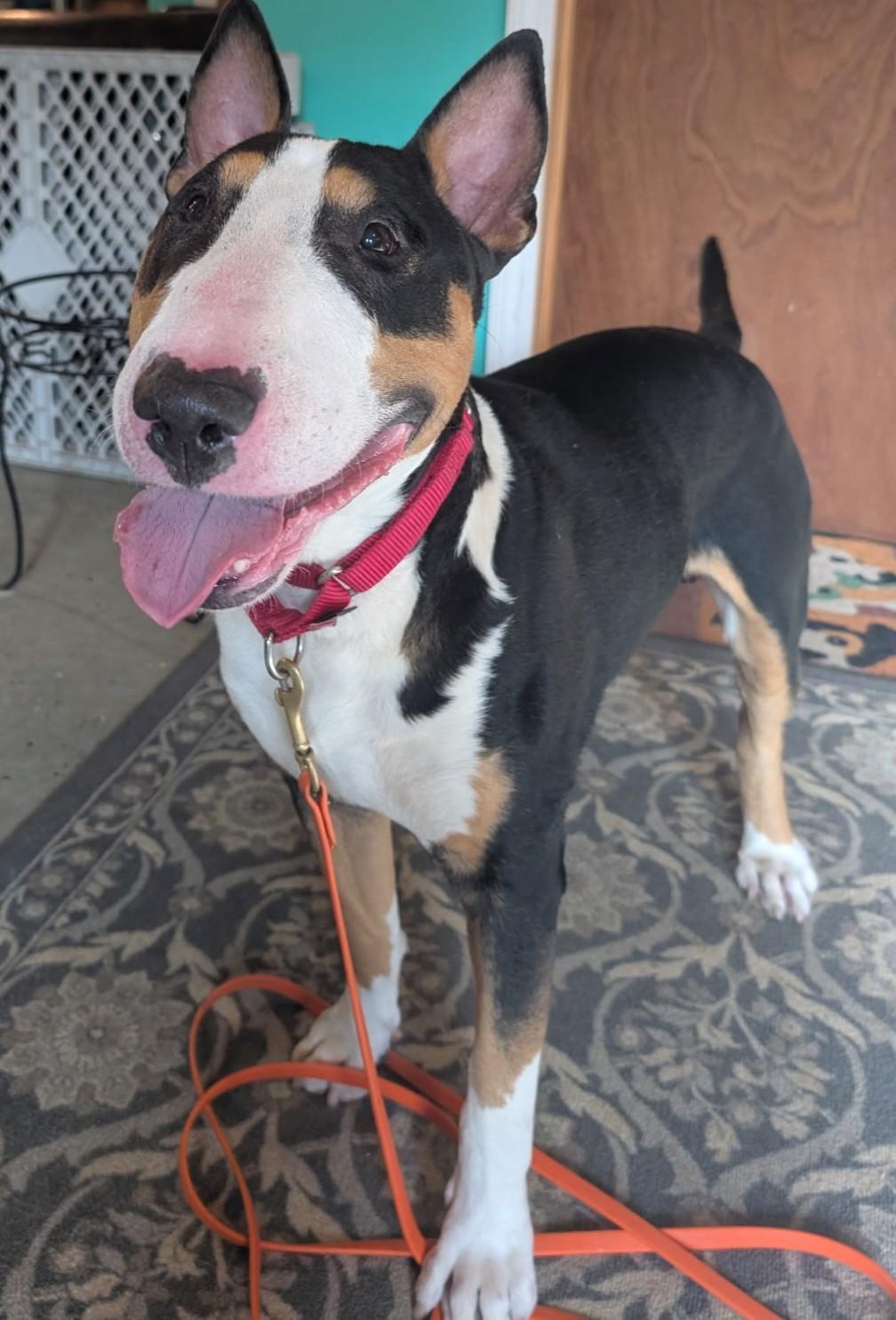Boomer, a Adoptable Bull Terrier in Mansfield Center, CT image 3/4