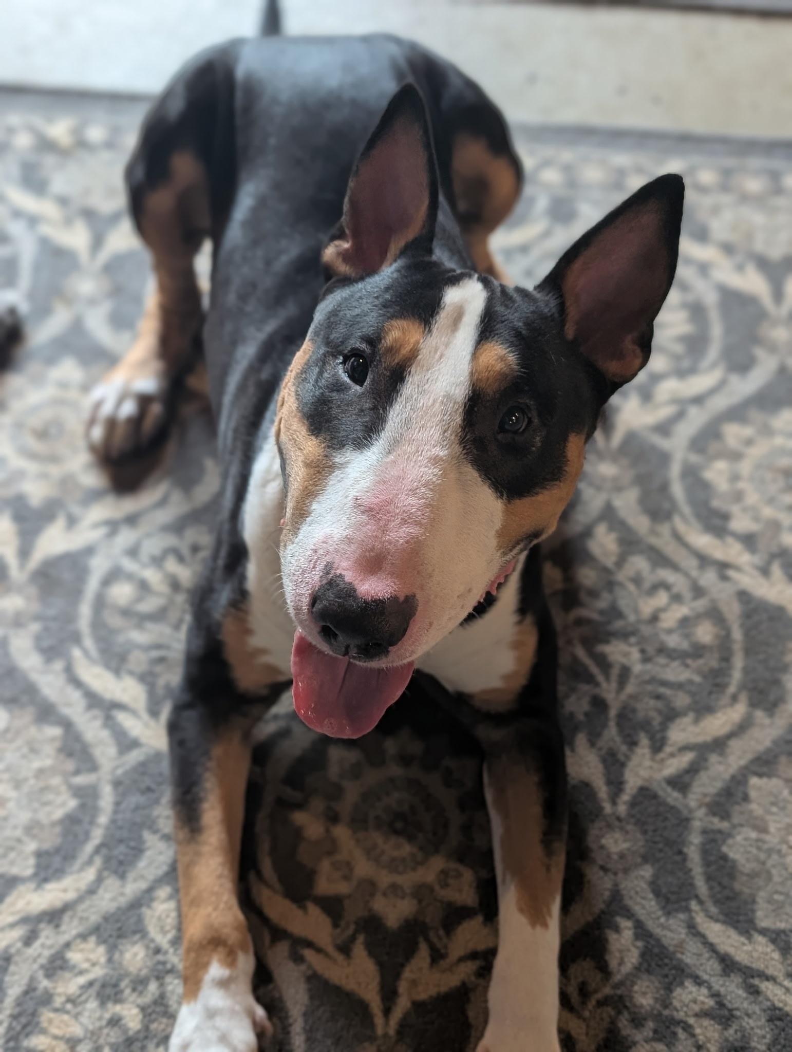 Boomer, a Adoptable Bull Terrier in Mansfield Center, CT image 4/4