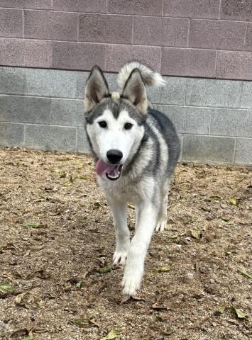 COLUMBIA, Adoptable, Young Male Husky.
